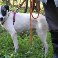 OREO sucht sein Für-Immer-Zuhause!