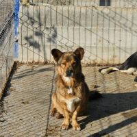 ANOUK - wuscheliger Teddybär - auf Pflegestelle in Deutschland