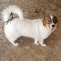 Paola, Hündin, geb Oktober 2024, 40 cm, 17 kg