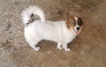 Paola, Hündin, geb Oktober 2024, 40 cm, 17 kg