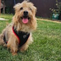 SAMMYSAMMY - ‼️Zuhause oder Pflegestelle gesucht‼️