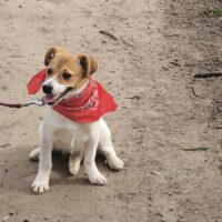 ADI, 1/2 J. alte wunderbare Jack-Russell-Mischlingshündin