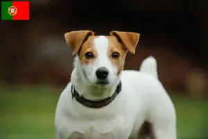 Mehr über den Artikel erfahren Jack Russell Züchter und Welpen in Portugal