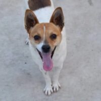 CHIVA - 36 cm / 8 kg