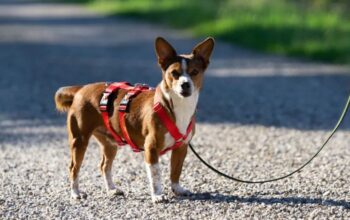 Miniaturansicht für das Anzeigenbild