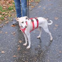 BIRNA - 45 cm / 9,5 kg - Pflegestelle in Deutschland