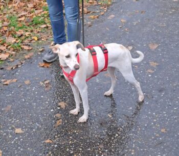 BIRNA - 45 cm / 9,5 kg - Pflegestelle in Deutschland