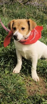 Junge Jack-Russel-Mix Hündin ADI, sehr lieb + sozial, IN BREMEN