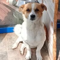 Rüde Morgan, 2 Jahre, 28 cm, 6 kg, sehr verspielt, gesellig, intelligent, mag Hunde, Kind, Mensch