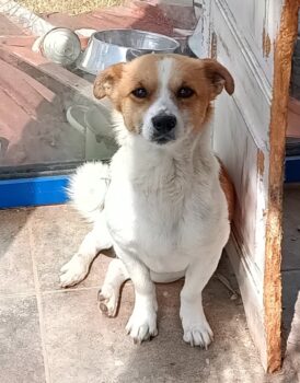 Rüde Morgan, 2 Jahre, 28 cm, 6 kg, sehr verspielt, gesellig, intelligent, mag Hunde, Kind, Mensch