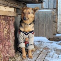 ROKI (ca. 3 Jahre / 35 cm) - mit VIDEOS