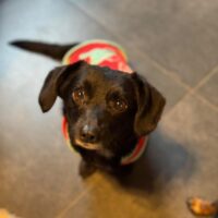 Kleiner Toby (mit VIDEOS)