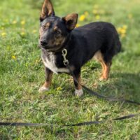 LOLA - ca. 1 Jahr - 35 cm