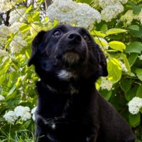 Kleiner Toby (mit VIDEOS)