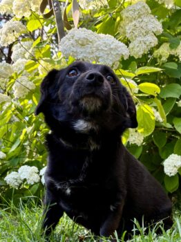 Kleiner Toby (mit VIDEOS)