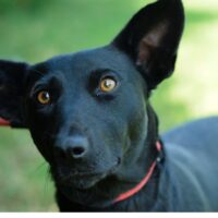 Jack Russelmischlingsmädchen Brigita sucht ein Zuhause