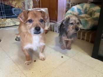 Estrella & Tom - Zwei die einen Platz suchen!! Einen Platz für immer!
