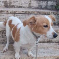 OLLY - geb. 2024 - 31 cm - auf Pflegestelle in Deutschland
