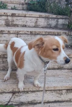 OLLY - geb. 2024 - 31 cm - auf Pflegestelle in Deutschland