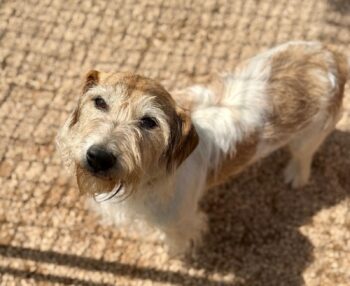 VICO - ein kleiner freundlicher Jack Russel-Parsson-Fox-Mischling sucht sein Zuhause