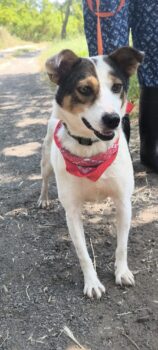 LOTTI, geb. 01/2021, überaus freundliche Hündin, gerne zu Familie mit Kindern, Hund oder Katze
