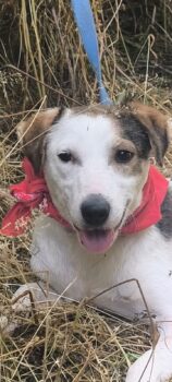 Cara, Hundemixmädchen, super verschmust, sozial, lieb, neugierig, liebt den Menschen+Kinder, Hunde+K
