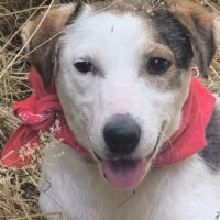 Cara, Hundemixmädchen, super verschmust, sozial, lieb, neugierig, liebt den Menschen+Kinder, Hunde+K