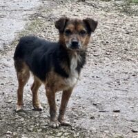 PIXI - auf Pflegestelle in Deutschland