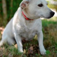 Kleine, zarte Jack Russellterriermixdame Lara sucht ein Zuhause