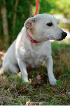 Kleine, zarte Jack Russellterriermixdame Lara sucht ein Zuhause