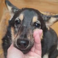 Kleiner Junghund EMMA - 🆘Hat riesige Angst in der Tötung🆘 (mit VIDEO)