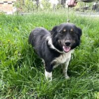 LUPO - 1 Jahr / 35 cm - mit VIDEOS