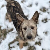 💔BONYA💔10 Monate💔versteht sich mit Katzen💔viele VIDEOS