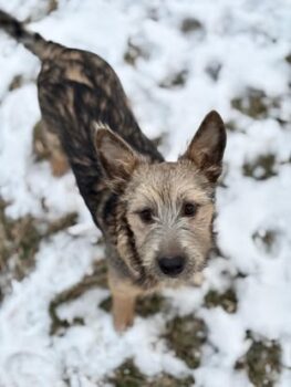 💔BONYA💔10 Monate💔versteht sich mit Katzen💔viele VIDEOS