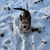 💔BONYA💔1 Jahr💔versteht sich mit Katzen💔viele VIDEOS