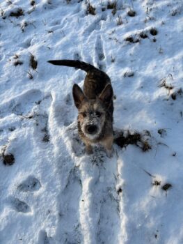 💔BONYA💔1 Jahr💔versteht sich mit Katzen💔viele VIDEOS