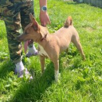 🆘Sunny wartet auf ihre Lebensretter - wer holt sie aus der Tötung?🆘mit VIDEO!