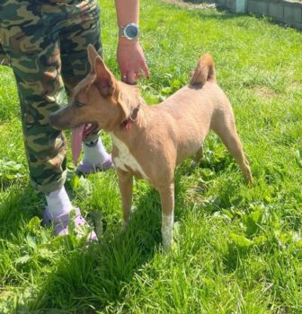 🆘Sunny wartet auf ihre Lebensretter - wer holt sie aus der Tötung?🆘mit VIDEO!