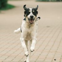 🐾Jimmy sucht ein Zuhause 🐾mit VIDEO!
