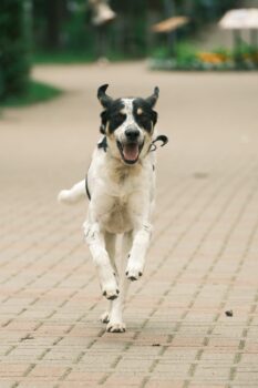 🐾Jimmy sucht ein Zuhause 🐾mit VIDEO!