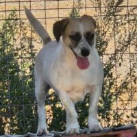 Gracie - 34 cm