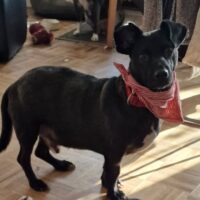 Patrocele - geb. 01/2022 - 33cm - auf Pflegestelle in Deutschland