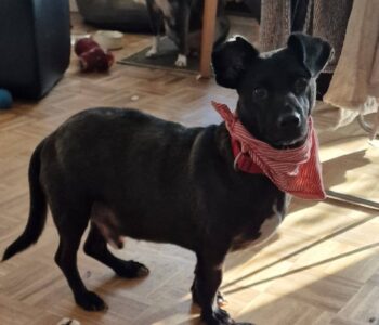 Patrocele - geb. 01/2022 - 33cm - auf Pflegestelle in Deutschland