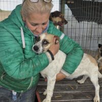 Gracie - 34 cm - auf Pflegestelle in Deutschland