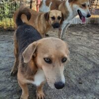 Anela - 09/2023 - 42cm