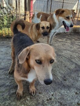 Anela - 09/2023 - 42cm