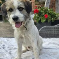 Fröhlicher und verspielter Charlie