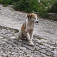 NRW -Ricky, kleines süßes Fellnäschen, sucht Zuhause oder Pflegestelle. Dringend! Mag Hund & Katz