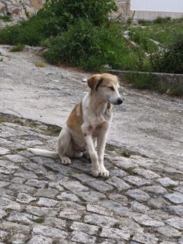 NRW -Ricky, kleines süßes Fellnäschen, sucht Zuhause oder Pflegestelle. Dringend! Mag Hund & Katz