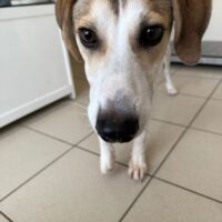 NRW -Ricky, kleines süßes Fellnäschen, sucht Zuhause oder Pflegestelle. Dringend! Mag Hund & Katz